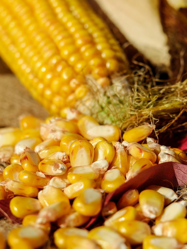 Maïs - Graines à germer bio