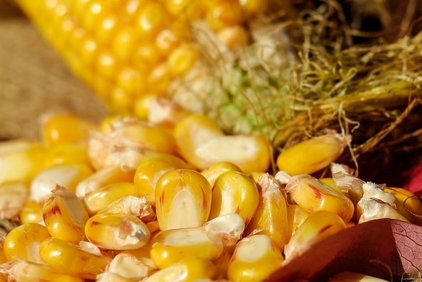 Maïs BIO pour les poules – sac 25 kg – RETRAIT A LA FERME