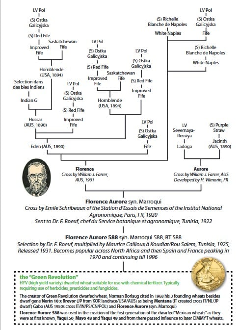 Blé Florence Aurore PEDIGREE - La Ferme des Bouviers