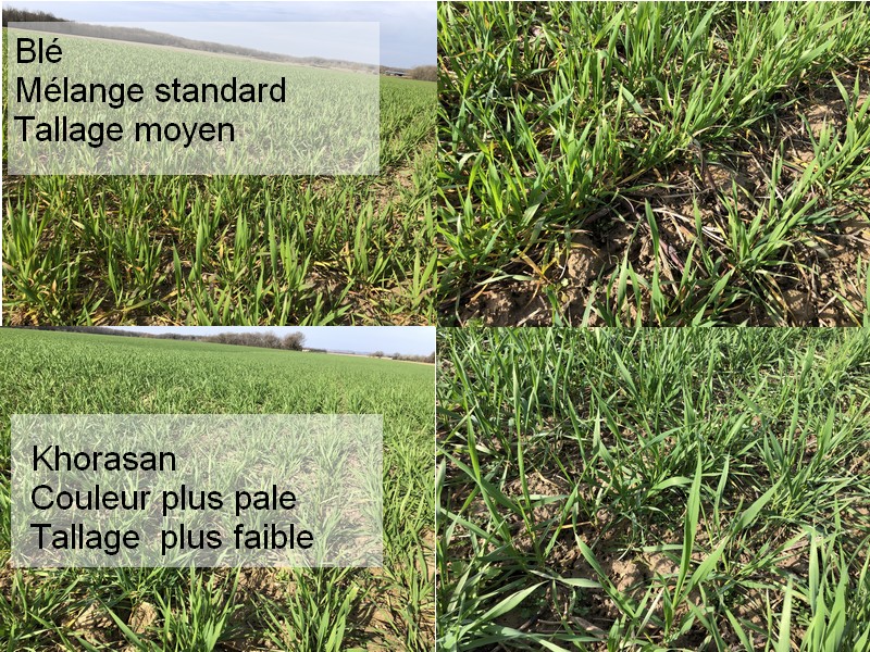 Comparaison cultures Blé et Khorasan - La Ferme des Bouviers